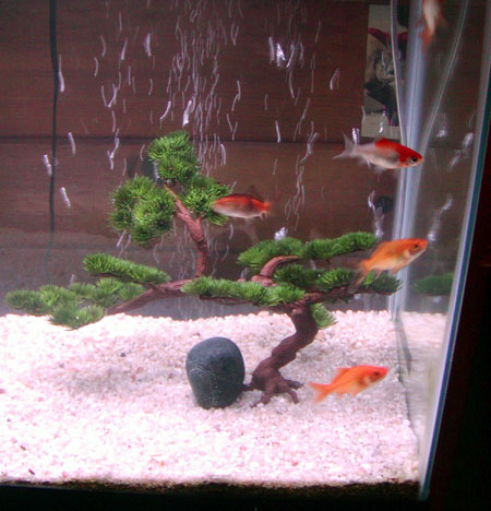goldfish tank mates. but the tank is coming along
